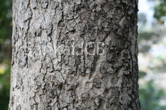 Garuga pinnata